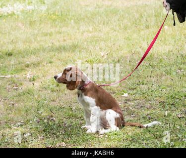 A 14 week old pedigree Welsh Springer Spaniel puppy sitting Stock Photo