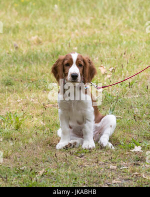 A 14 week old Welsh Springer Spaniel puppy Stock Photo