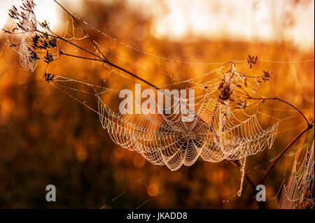 Autumn landscape with a spider web on meadow grass covered with drops of dew at sunset, in the sunlight. Selective focus. The horizontal frame. Stock Photo