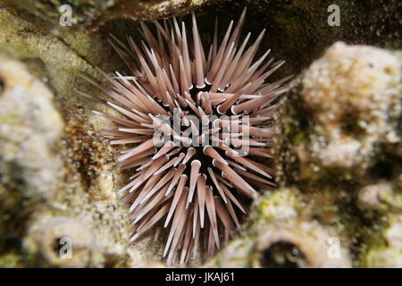 A burrowing urchin Echinometra mathaei, underwater hidden in a hole in the coral, lagoon of Bora Bora, Pacific ocean, French Polynesia Stock Photo