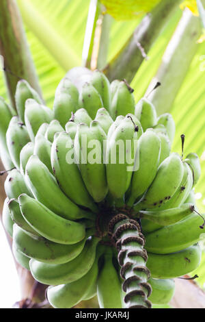 cluster of bananas growing in the tropical rainforest of Costa Rica Stock Photo