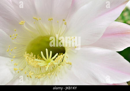 extreme close up of a queen of the night cactus with blossom, close up, macro, white background Stock Photo