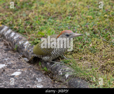 Green Woodpecker, Picus viridis. Shropshire/Wales borders Stock Photo