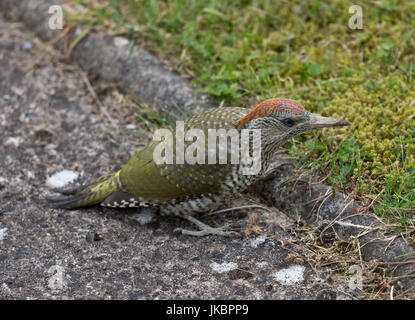 Green Woodpecker, Picus viridis. Shropshire/Wales borders Stock Photo