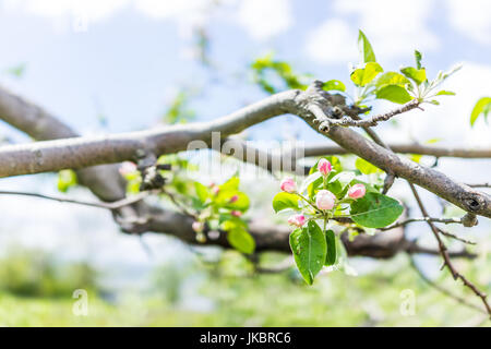 Macro closeup of apple blossoms buds on tree branch with green leaves in summer orchard Stock Photo