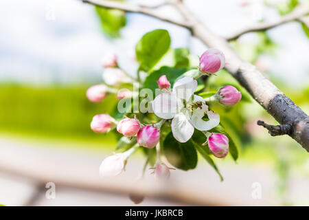 Macro closeup of apple blossoms buds on tree branch with green leaves in summer orchard Stock Photo