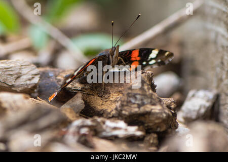 Red admiral butterfly (Vanessa atalanta) sitting on ground. Insect in the family Nymphalidae at rest with underside of wings visible Stock Photo
