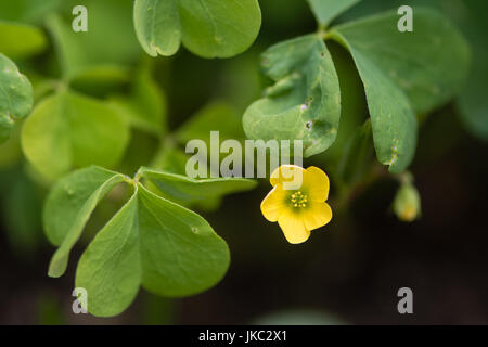 Wood sorrel (Oxalis sp.) flower and leaves. Yellow flower of edible plant also known as sourgrass, in the family Oxalidaceae Stock Photo