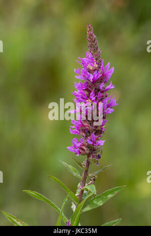 Purple loosestrife (Lythrum salicaria) inflorescence. Flower spike of plant in the family Lythraceae, associated with wet habitats Stock Photo