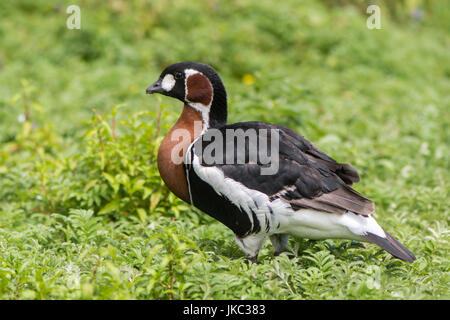 Red-breasted goose (Branta ruficollis). Brightly marked species of goose in the family Anatidae, found across much of Eurasia