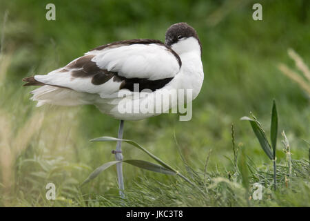 Pied avocet (Recurvirostra avosetta) standing with head tucked. Large black and white wader in the avocet and stilt family, Recurvirostridae Stock Photo