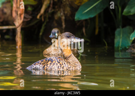 Pair of African white-backed ducks (Thalassornis leuconotus). Nominate subspecies of bird in the family Anatidae swimming on pond Stock Photo
