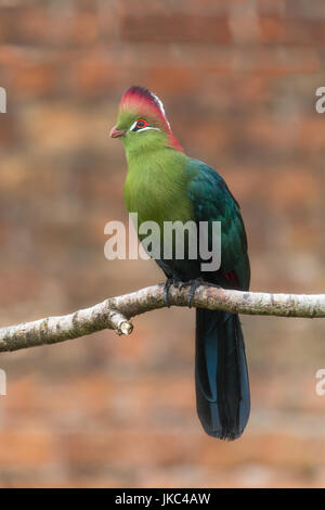 Fischer's turaco (Tauraco fischeri) perching on branch. Bird in the family Musophagidae from tropical East Africa, aka Kulukulu Stock Photo