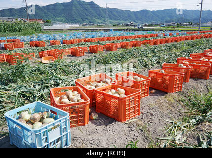 Fresh harvested onion bulbs in a plastic crate on the field Stock Photo