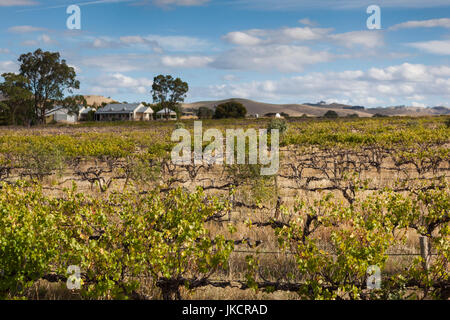 Australia, South Australia, Barossa Valley, Bethany, vineyard, late afternoon Stock Photo