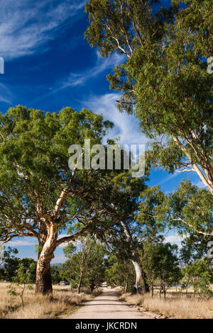 Australia, South Australia, Barossa Valley, Mount Pleasant, country road Stock Photo