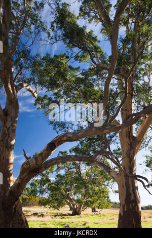 Australia, South Australia, Barossa Valley, Mount Pleasant, gum trees Stock Photo