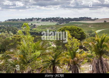 Australia, South Australia, Barossa Valley, Seppeltsfield, Seppeltsfield Winery, palm trees Stock Photo
