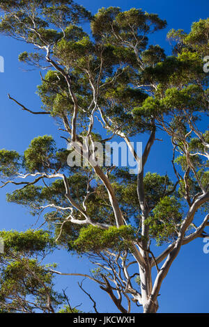 Australia, Victoria, VIC, Buninyong, Mount Buninyong, gum tree detail Stock Photo