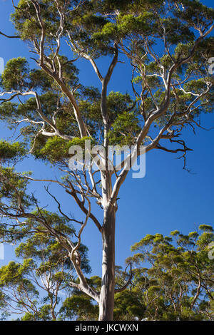 Australia, Victoria, VIC, Buninyong, Mount Buninyong, gum tree detail Stock Photo