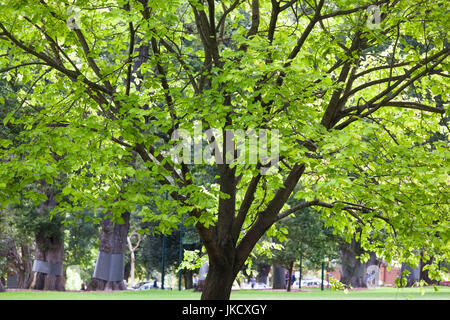 Australia, Victoria, VIC, Melbourne, East Melbourne, Fitzroy Gardens Stock Photo