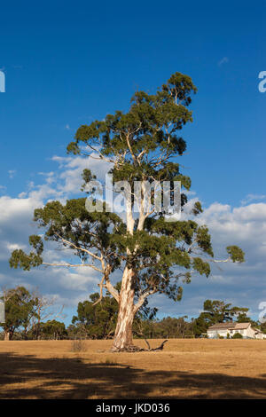 Australia, Victoria, VIC, Yarra Valley, gum tree Stock Photo