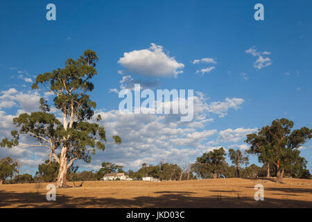 Australia, Victoria, VIC, Yarra Valley, gum tree Stock Photo