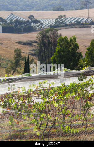 Australia, Victoria, VIC, Yarra Valley, vineyard Stock Photo