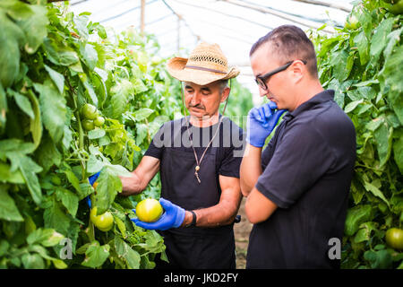 Farm workers checking and picking tomato in a greenhouse. Agriculture Stock Photo