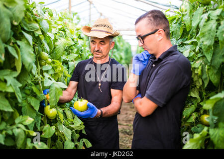 Farm workers checking and  picking tomato in a greenhouse Stock Photo