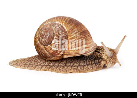 Snail (Helix pomatia) isolated on white background Stock Photo
