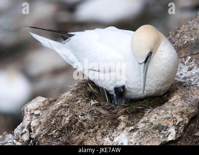 A Northern Gannet (Morus bassanus) and it's very young chick, Shetland Islands, UK Stock Photo