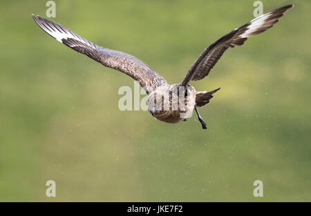 A Great Skua (Catharacta skua) flies & shakes to rid itself of excess water after bathing, Shetland, UK Stock Photo