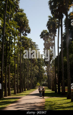 royal palm avenue peradeniya botanical gardens kandy central province sri lanka Stock Photo