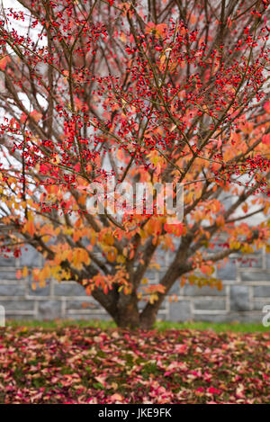 USA, New Hampshire, Enfield, red bush, fall Stock Photo