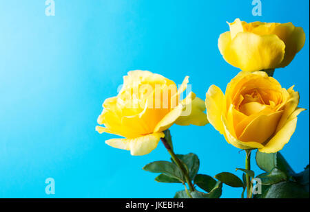 Yellow roses against turquoise blue background Stock Photo