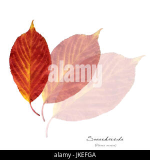 Collage with leaves of sour cherry (Prunus cerasus) Stock Photo