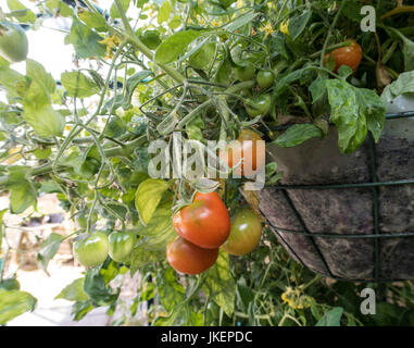 Bush tomato Tumbling Tom red, Lycopersicon esculentum, growing in hanging baskets in a greenhouse. Stock Photo