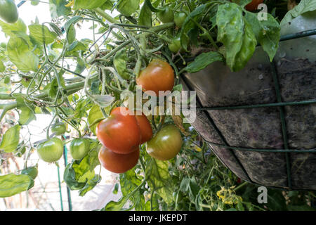 Bush tomato Tumbling Tom red, Lycopersicon esculentum, growing in hanging baskets in a greenhouse. Stock Photo