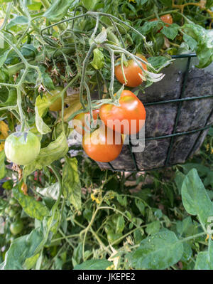 Bush tomato Tumbling Tom red, Lycopersicon esculentum, growing in hanging baskets in a greenhouse. Stock Photo