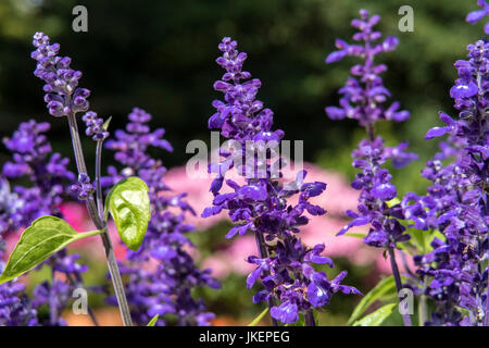 Salvia 'Victoria Blue' - Salvia farinacea Victoria Blue, mealy cup sage. Stock Photo