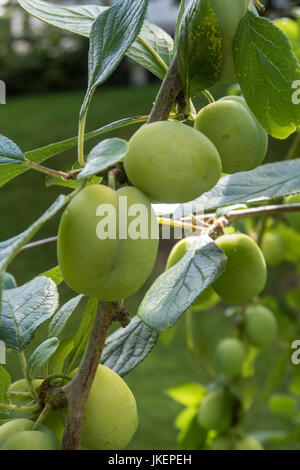 Marjorie's Seedling plums, a late fruiting variety growing on a tree, not yet ripened. Stock Photo