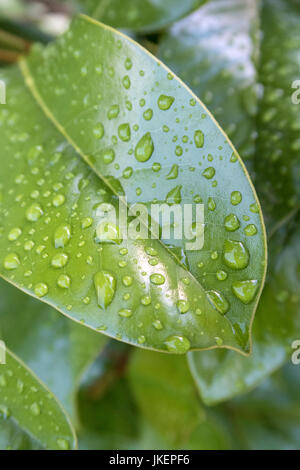 Bright glossy leaves of magnolia grandiflora Ferruginea covered in shiny rain drops. Stock Photo