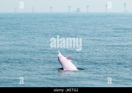 Indo-Pacific Humpback Dolphin (Sousa chinensis) leaping in front of the Hong Kong-Zhuhai-Macau Bridge under construction. Stock Photo
