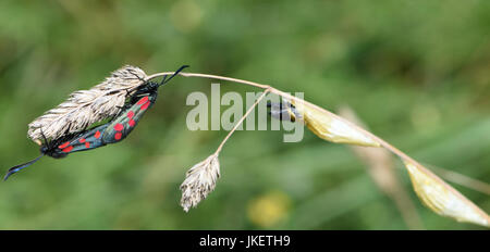 The day-flying Six-spot burnet moth (Zygaena filipendulae)  mating on a grass flower head close to cocoons from which they have probably just emerged. Stock Photo