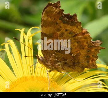 A  Comma (Polygonia c-album) butterfly with closed wings feeds on a yellow  Inula hookerii flower. Bedgebury Forest, Kent, UK. Stock Photo