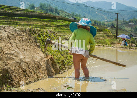 Little girl in rice field Stock Photo