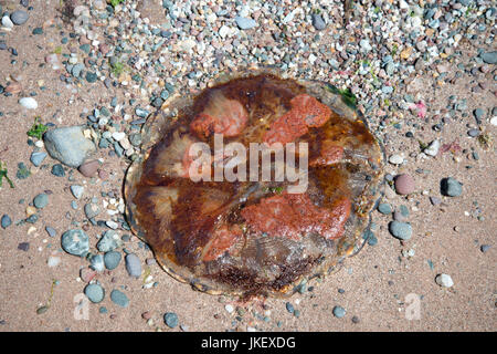 Scotland. West Kilbride. Dead jellyfish washed up on the beach. Stock Photo
