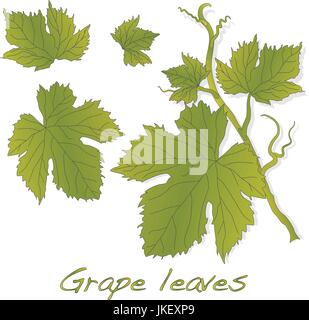 Grape leaves isolated on white. Vector Stock Vector