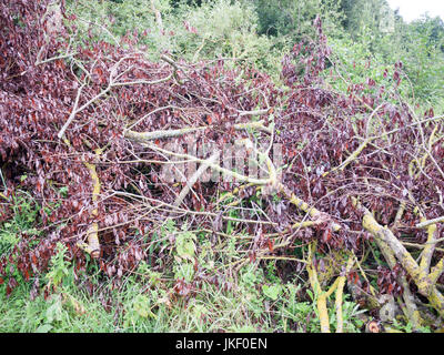 cut down branches of tree piled up on ground; Essex; UK Stock Photo